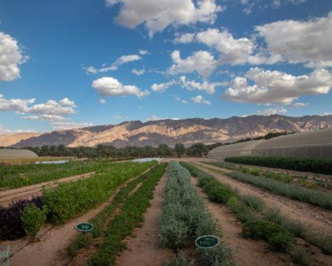 Elifaz Desert Experience Holiday Екстериор снимка
